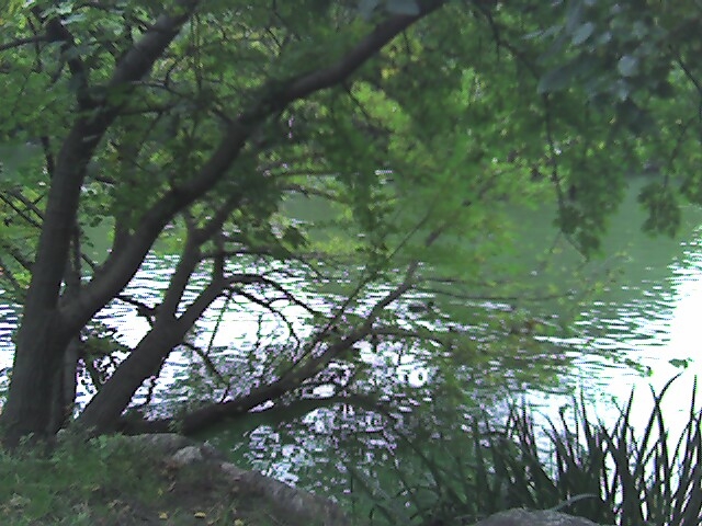 the creek.JPG